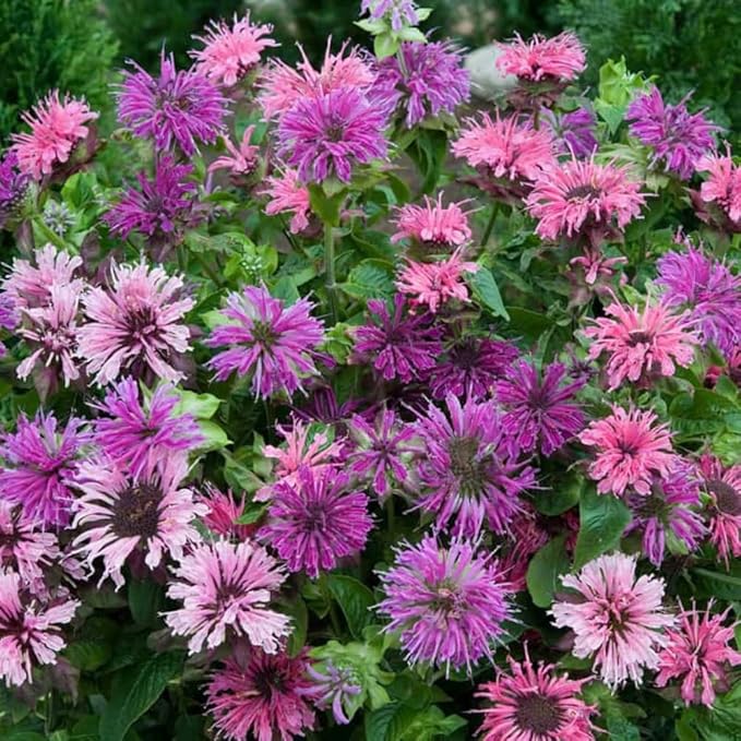 500+ Bee Balm Flower Seeds Perennial Monarda Didyma Bee Balm Heirloom Flower for Planting Non-GMO Seeds - Open-Pollinated
