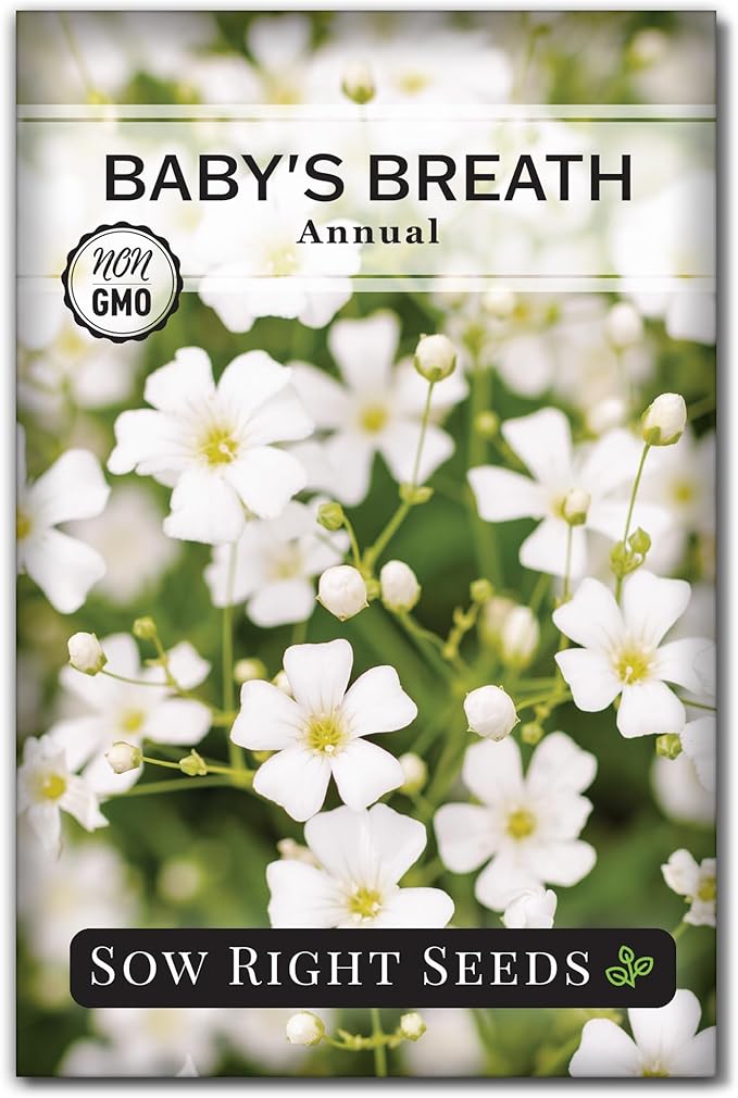 Sow Right Seeds - Annual Baby’s Breath Seeds for Planting - Non-GMO White Flowers Heirloom Packet with Instructions to Plant in Your Home Garden - Snow Like Blooms - Fresh and Dried Cut Flower (1)