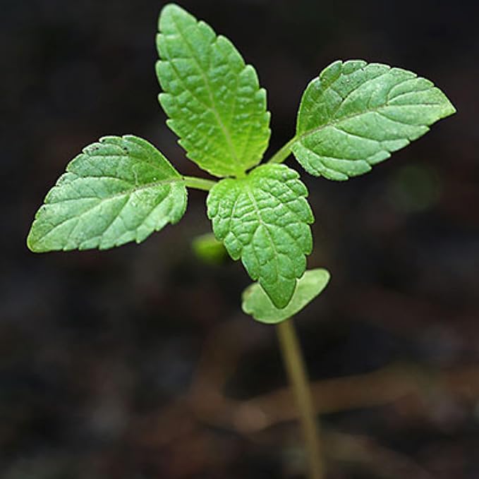 Seed Needs Peppermint Seeds for Planting - Non-GMO, Heirloom & Untreated Medicinal/Culinary Herb to Plant a Home Grown Indoor or Outdoor Garden (10 Packs)