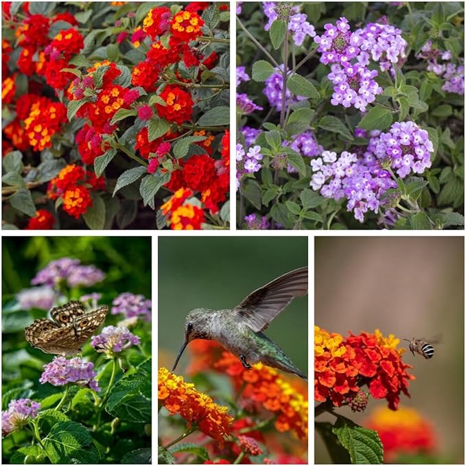 300+ Lantana Flower Seeds – Colorful Perennial Mix, Attracts Butterflies & Hummingbirds, Drought & Heat Tolerant, Long-Blooming Garden Flowers for Outdoor Planting
