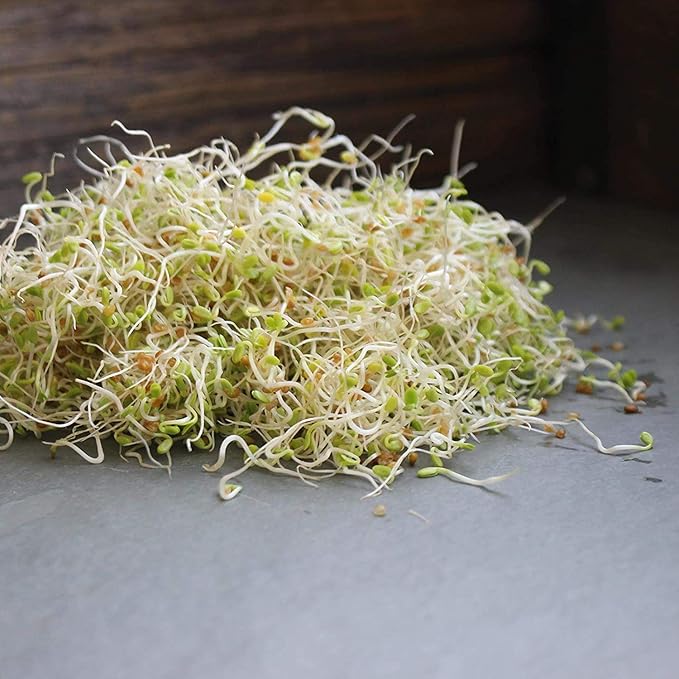 Organic Red Clover Sprouting Seeds by Handy Pantry Brand - 1 Lb Resealable Bag - Sprouts, Microgreens, Gardening, Food Storage, Hydroponics - Edible Seed