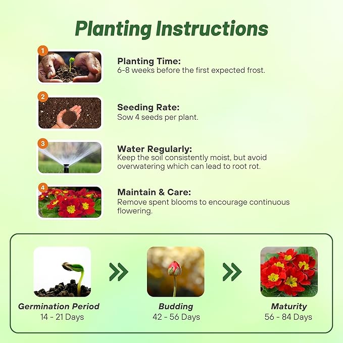 Outsidepride Danova Yellow Red Common Primrose Seeds - 50 Pcs Annual, Hardy, Easy to Grow & Low Maintenance Flower Seeds for Planting Vibrant Soft Blooms, for Containers, Borders & Erosion Control