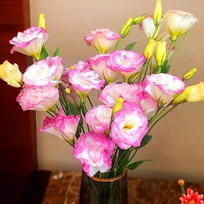 1150+ Lisianthus Flower Seeds for Planting - Annual Lisianthus Non-GMO Flower Seeds Perennial Eustoma Cut Flower Plant Garden Home Ornamental Flower