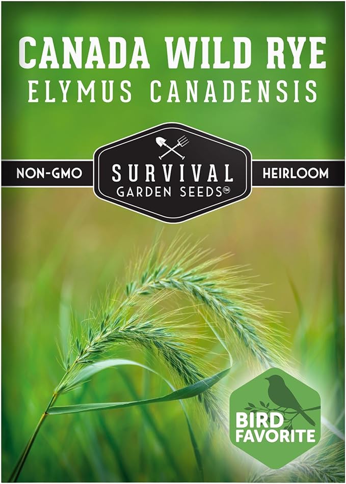 Survival Garden Seeds – Canada Wild Rye (Elymus Canadensis) | Fast-Growing Prairie Grass | Erosion Control | North American Native Grass Seed - 1 Pack