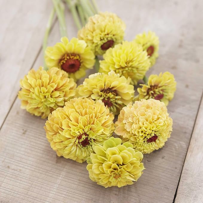 Eden Brothers Zinnia Seeds - Queeny Lemon Peach, Non-GMO Seeds for Planting, Packet | Low-Maintenance Flower Seeds, Plant During Spring, Zones 2, 3, 4, 5, 6, 7, 8, 9, 10, 11