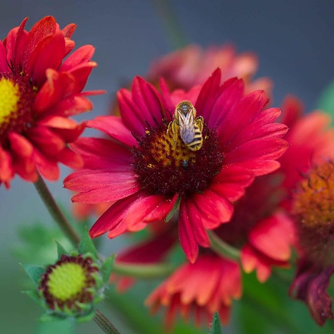 Eden Brothers Blanket Flower Seeds - Burgundy