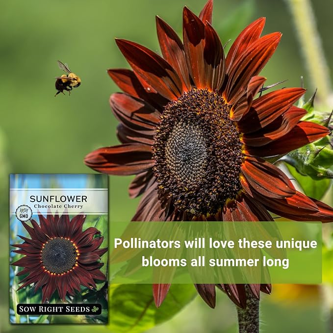 Sow Right Seeds - Chocolate Cherry Sunflower Seeds for Planting - Non-GMO Heirloom Packet with Instructions for Growing - Beautiful Giant Flower - Rare Burgundy and Dark Brown Petals (3)