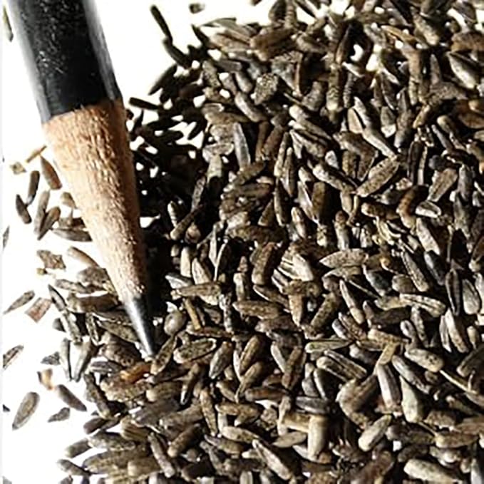 Maximilian Sunflower Seeds - Attracts Bees and Butterflies - Perennial Sunflower Native to North America, Approximtely 600 Seeds