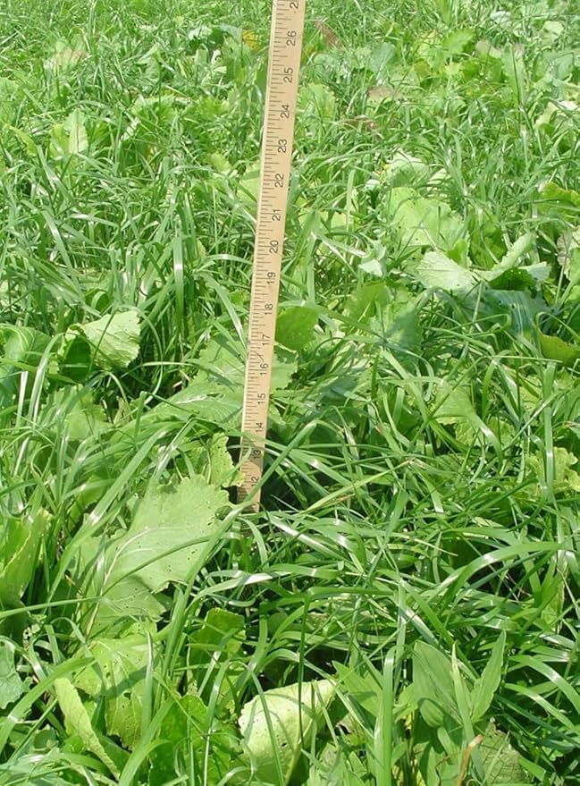 Ani-Logics Outdoors Crush No Till Field Mix Deer Food Plot Seed, Remarkably Fast-Growing Blend, Hunt-Ready in 2-3 Weeks, No-Till Formula Simply Throw and Grow