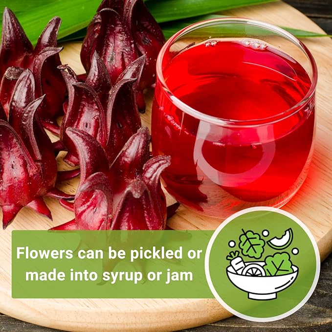 Sow Right Seeds - Roselle Seeds for Planting - Hibiscus Sabdariffa - Non-GMO Heirloom Variety - Tender Perennial - Edible Flowers for Homemade Syrup and Jam - Tropical Flower Garden (1)