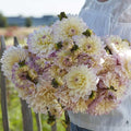 Eden Brothers Dahlia Bulbs (Decorative) - Masterclass