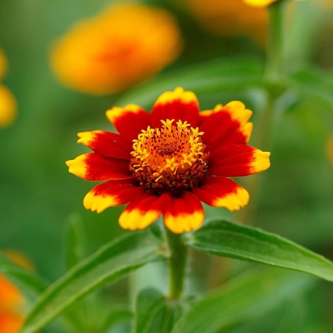 Eden Brothers Zinnia Seeds - Chippendale Daisy, Non-GMO Seeds for Planting, Packet | Low-Maintenance Flower Seeds, Plant During Spring, Zones 3, 4, 5, 6, 7, 8, 9, 10