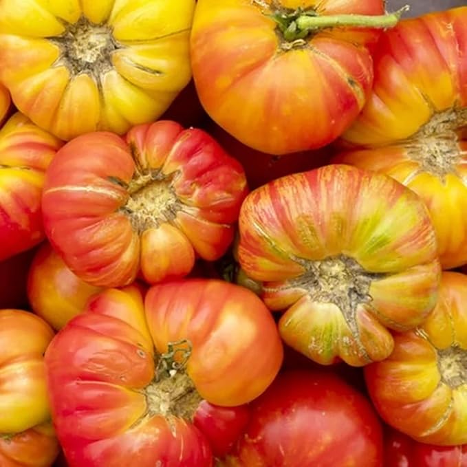 30 Rainbow Beefsteak Tomato Seeds for Planting, Tomato Vegetable Seeds to Grow Indoor Outdoor