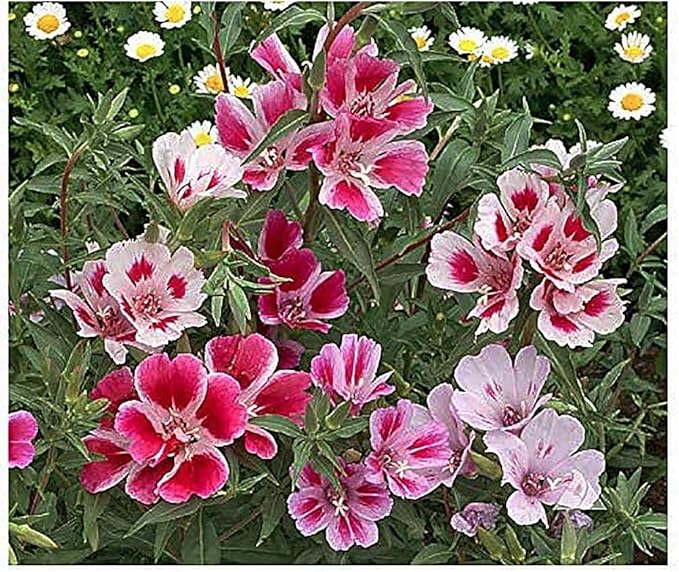 Godetia, Farewell to Spring Wildflowers - !0,000 Seeds