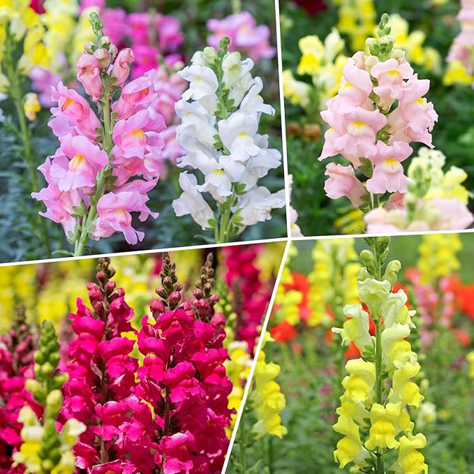 1500+ Tetra Mix Snapdragon Seeds for USDA 1-12 Planting, 18-24’’ Tall Snap Dragon Mix, Annual Flower Garden Seeds, Ideal for Garden, Containers