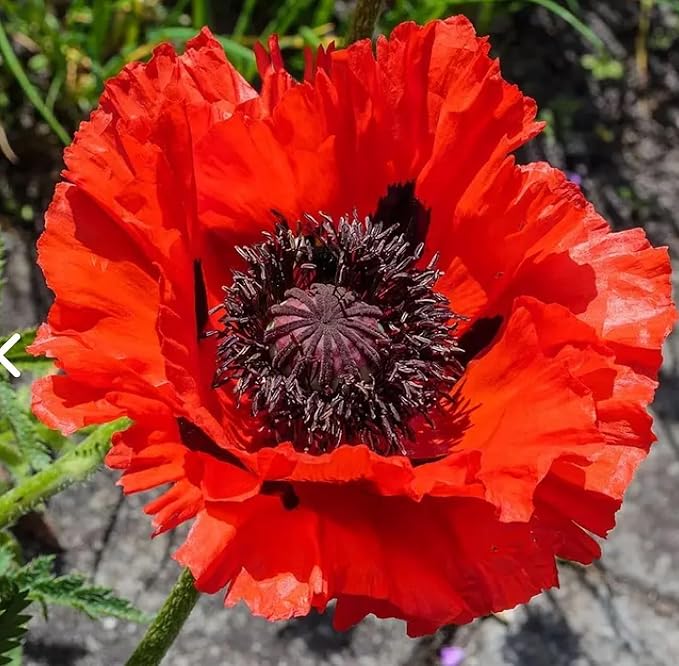 1050+ Poppy Flower Seeds for Planting Outdoor