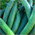 Instant Latch 50 Metki Dark Green Armenian Cucumber Seeds , Non-GMO , Fresh Garden Seeds