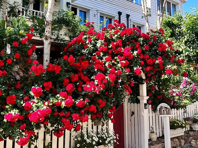100+ Mix Climbing Rose Seeds for Planting Outdoors Ornamental Climbing Flowers Rosa Bush Vine Climber Long-Blooming