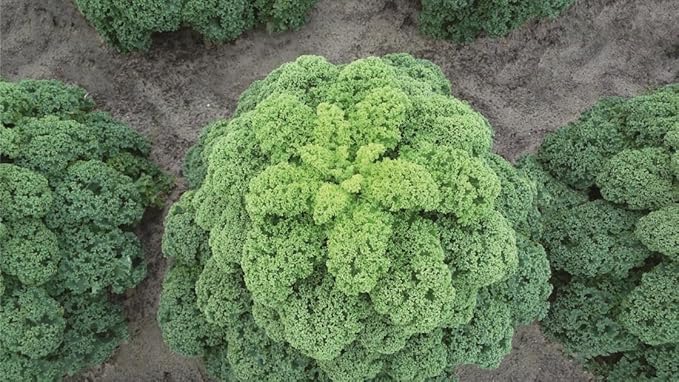 300+ Seeds Bush Kale Giant Cabbage - Vegetable Green