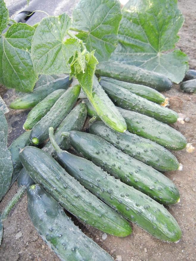 Seeds Indoor Cucumber April F1 - Self-Pollinated - Heirloom Vegetable - GMO Free