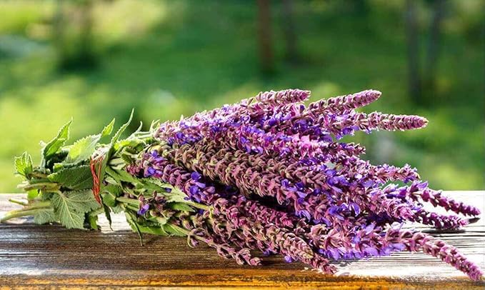 NIKA SEEDS - Seeds Herb Sage (Salvia Officinalis) Medicinal - 25 Seeds