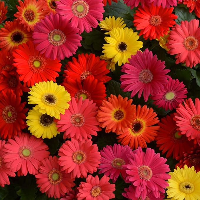 Outsidepride Colorbloom Mix Gerbera Seeds - 20 Pcs Perennial, Compact & Low Maintenance, Flower Seeds for Planting w/Vibrant Mixed Blooms, Ideal for Garden Landscaping & Cut Flower Arrangements