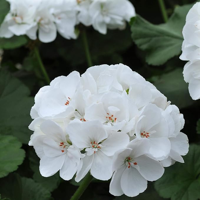 Outsidepride White Geranium Seeds for Planting - 50 Pcs Annual, Heat & Drought Tolerant Flower Seeds with Green Foliage & White Blooms for Pots, Borders & Lush Summer Garden Displays
