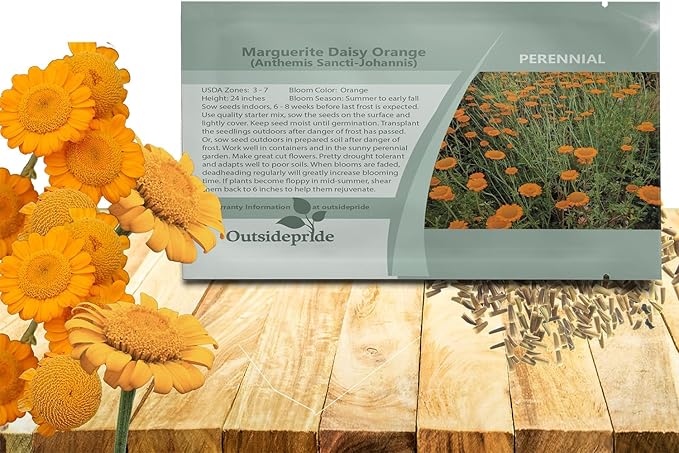 Outsidepride Orange Marguerite Daisy Seeds - 10000 Pcs. Perennial Drought-Tolerant & Pollinator-Friendly, Flower Seeds for Planting Vibrant Blooms for Gardens, Borders & Cut Flowers