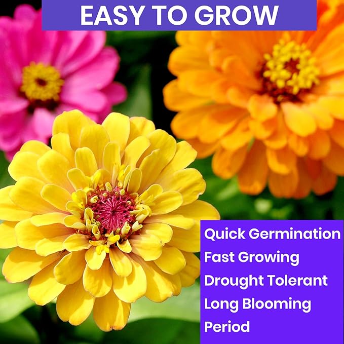 NatureZ Edge Zinnia Seeds for 2026 Planting Outdoors, Over 1600 Flower Seeds, 10g, Non GMO Made in USA, Bulk Semillas De Flores para Sembrar, Pumila Mix, Easy to Grow Zinnia Seed Mix