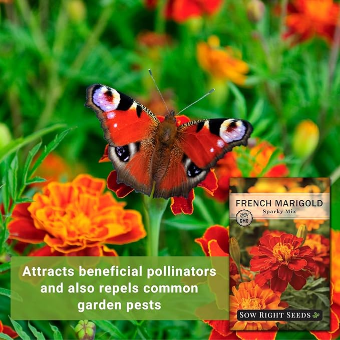 Sow Right Seeds - Sparky Marigold Seeds to Plant - Non-GMO Heirloom Seed Packet with Instructions - Medium Sized French Mix - Attract Bees and Butterflies, Deter Mosquitoes - Companion Plant (1)