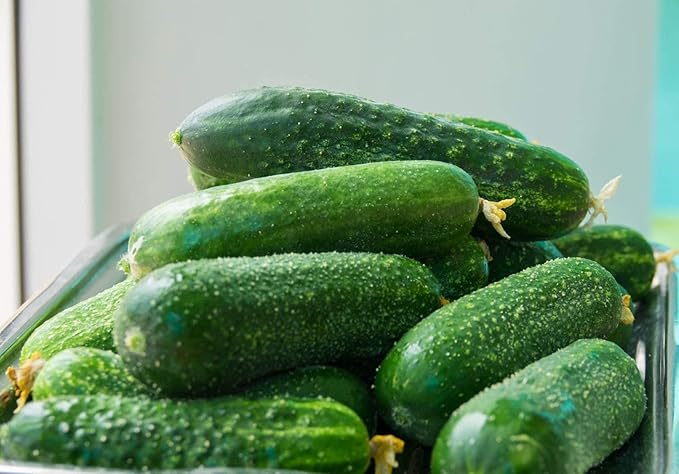 Seeds Vegetable Cucumber Nezhyn Open-Pollinated Heirloom Best for Pickling - 20 Seeds