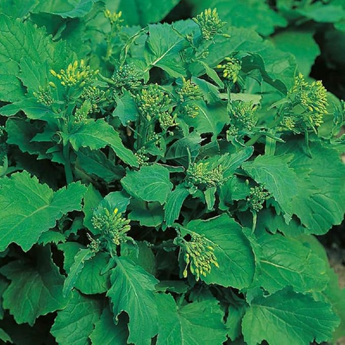 Joyous Jiffy "Veggie" Collection #2-(2)Round 3x3 Jiffy pots,(2)Soil Peat Pellets,(1)25+ Roma II Bush Bean Seeds,(1) 25+ Sugar Daddy Pea Seeds,(1)25+ Broccoli Raab Seeds,&(1)25+ Giant Belgium Tom Seeds