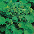 Broccoli Raab, Rapini Seeds - 100 Count Seed Pack - A Green Vegetable That Looks Like Broccoli but is More Closely Related to The Turnip. - Country Creek LLC