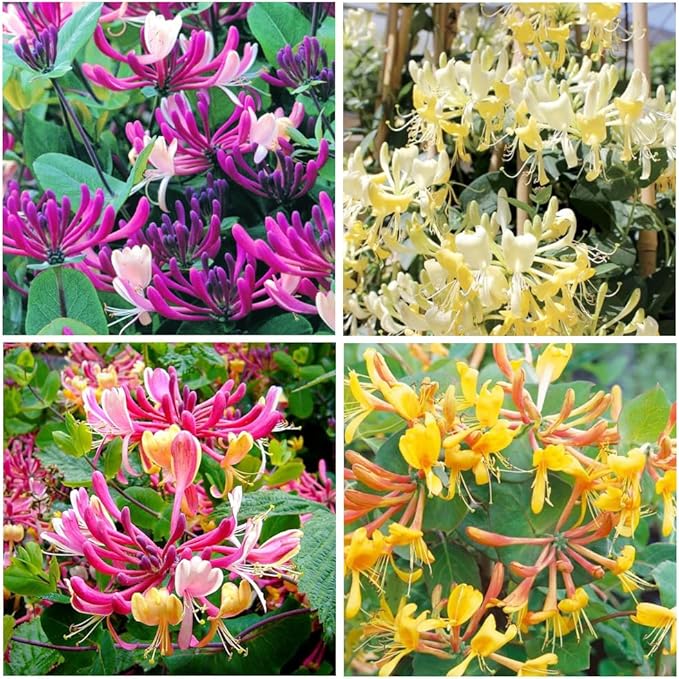 200+ Honeysuckle Flower Seeds for Planting Outdoor-Heirloom Non-GMO Honeysuckle Fragrant Flower Seeds
