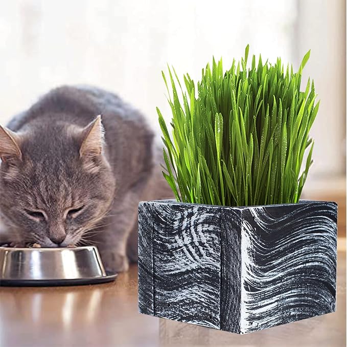 Cali Kiwi Pros Cat Grass for Indoor Cats - Christmas Organic Cat Grass Kit: 4.25" Square Planter with Organic Seeds, Soil Pucks, Hand Made in The USA (Green Gold)