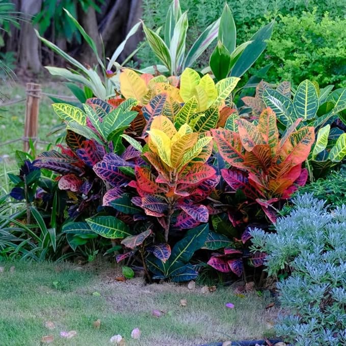 Mix Dwarf Coleus Seeds for Planting, 100pcs Perennial Colorful Coleus Flower Seeds Non-GMO Heirloom Rare Plants, Beauty Home Garden for Outdoors