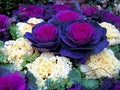 Seeds Flowering Kale Large Leaf Mix - Heirloom Vegetable - GMO Free