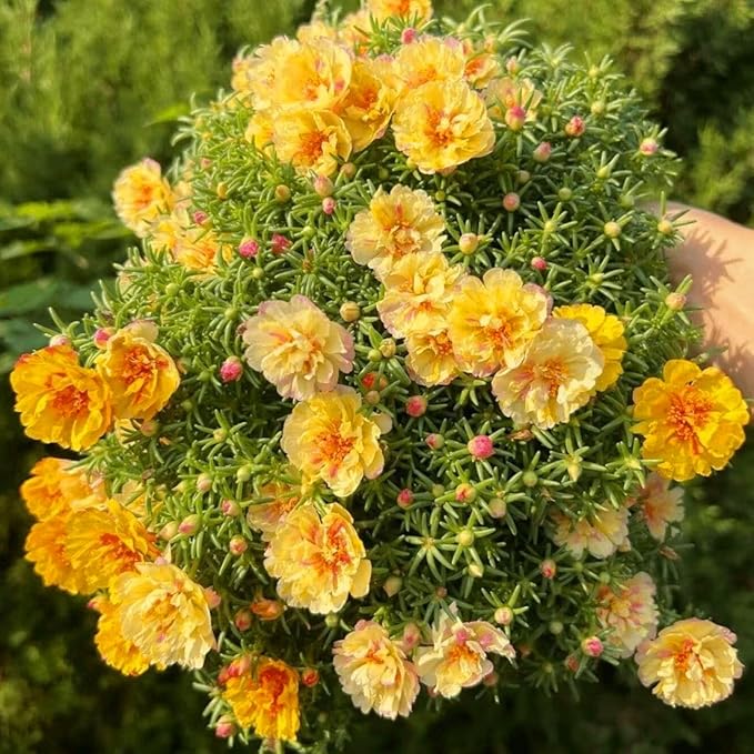 Double Moss Rose Seeds for Planting, 10000pcs Rare Portulaca Grandiflora Rose Flower Seeds, Heirloom Non-GMO Ground Cover Home Garden Flowers for Outdoors