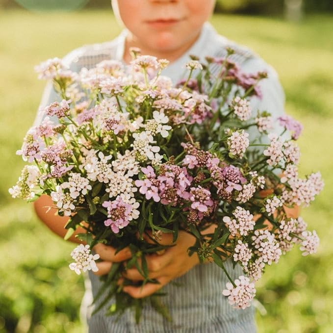 Candytuft Dwarf Fairy Mix - 250 Seeds - Excellent Ground Cover, Beautiful Low-Growing Annual, Non-GMO Heirloom Candy Tuft Seeds for Planting in The Home Garden, Thresh Seed Company