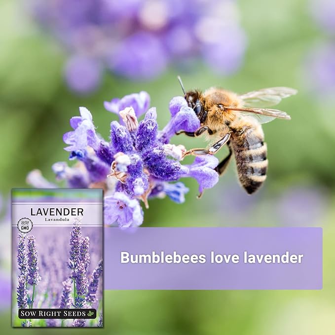 Sow Right Seeds - English Lavender Seeds for Planting - Non-GMO Heirloom Packet with Instructions to Grow Beautiful Indoor or Outdoor Herb Garden - Attract Pollinators - Perennial Purple Blooms (2)