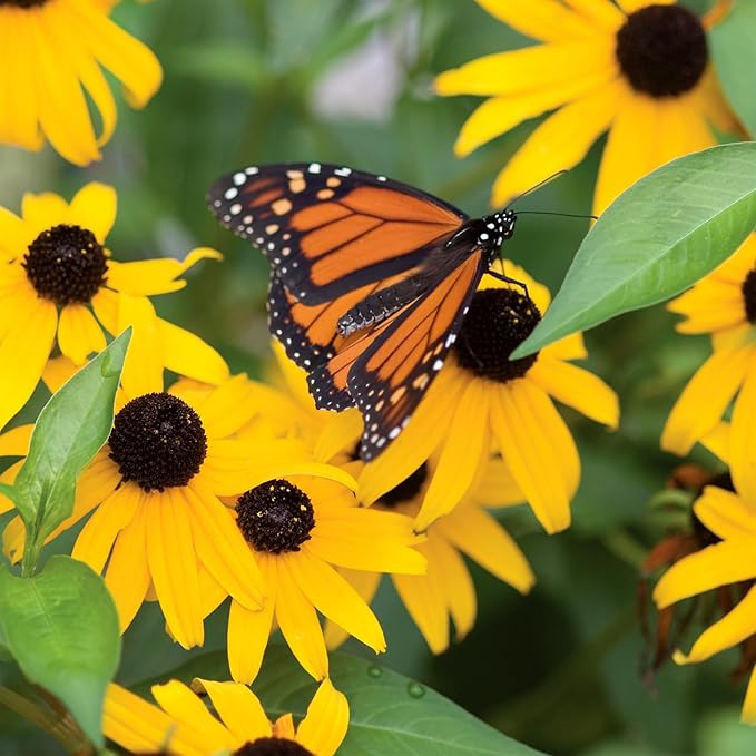Burpee Rudbeckia 'Goldsturm' Seeds - Classic Perennial Coneflower