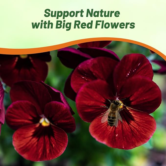 Outsidepride Big Red Viola Pansy Seeds for Planting - 50 Pcs. Biennial, Cold-Hardy & Pollinator Friendly Flowers with Fragrant Blooms for Garden Beds, Borders & Container Displays