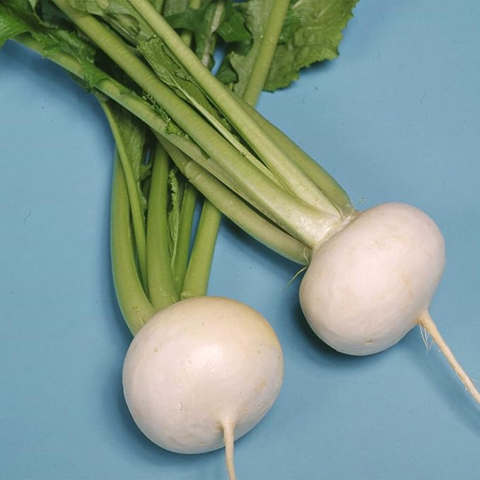 Turnip Seeds - Tennouji Kabura - 5 Lb Bulk ~720000 Seeds - Non-GMO, Heirloom - Asian Garden Vegetable & Microgreens