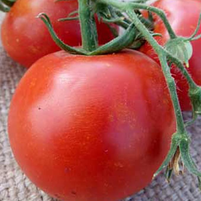 Floradade Tomato Seeds - 1/4 LB ~30,000 Seeds - Heirloom, Open Pollinated, Non-GMO, Farm & Vegetable Gardening Seed