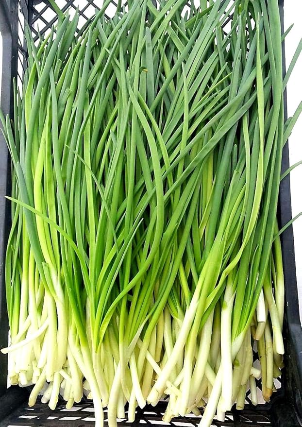 Seeds Bunching Green Onions Scallions 250+ Seeds for Planting Perennial Vegetable Garden Spring Onions Non-GMO