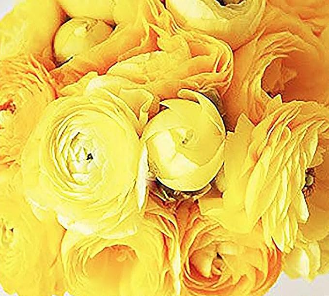 Orange French Peony Ranunculus - 12 Largest Size Corms, Premium Ranunculus Bulbs, Vibrant Orange Flowers, Ideal for Garden Beds, Spring Planting, Stunning Peony-Like Blooms