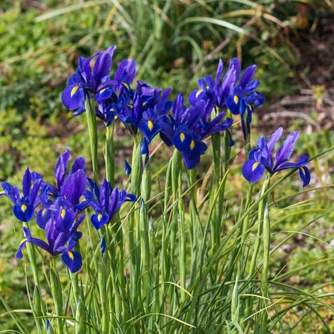 Colorful Mixed Dutch Iris Flowers - 60 Bulbs - Beautiful, Bright, Blue, Purple, Yellow, White Flowers - Spring Blooming Perennials Perfect for Gardens - Attracts Butterflies & Bees – Zones 3–8