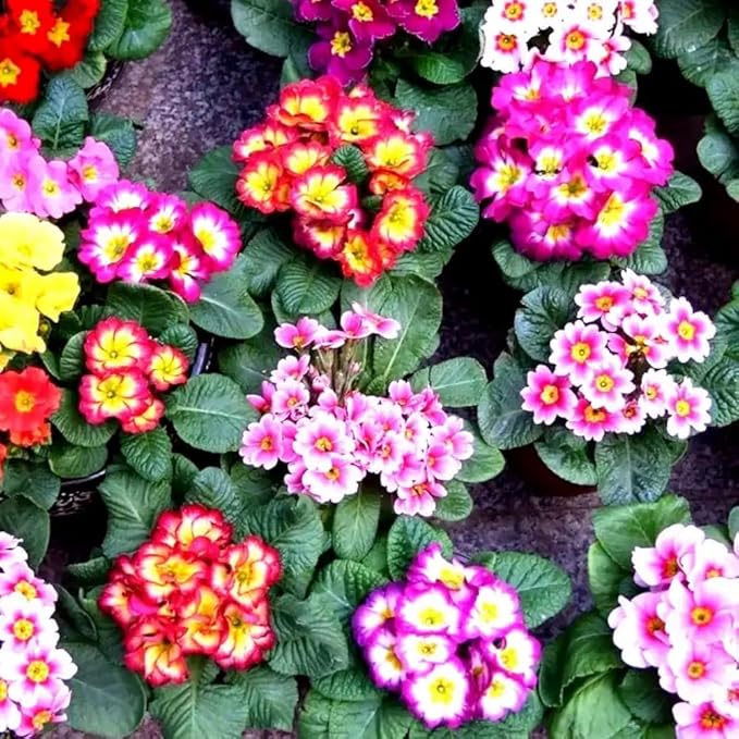1000+ Perennial Mix Primrose Seeds for Planting-Non-GMO Heirloom, for Gardens & Outdoor Containers