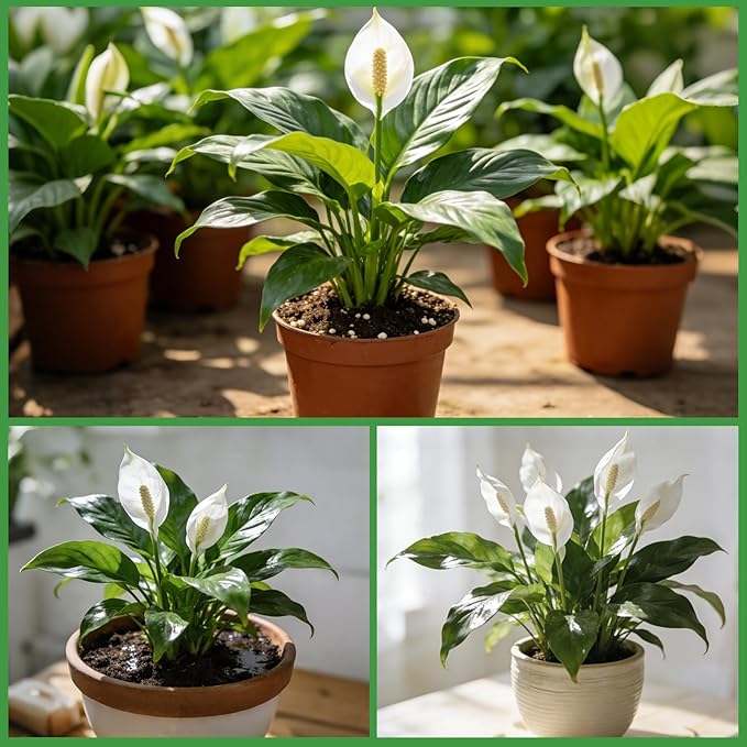 Premium Peace Lily Potting Soil 4qt– All Natural, Well-Draining & Breathable Soil for Peace Lily & Indoor Plants