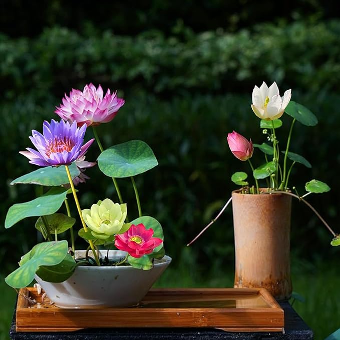 30+ Pcs Bonsai Bowl Lotus Seeds, Water Lily Flower Plant Seed Flowering Aquatic Fresh Garden Seeds for Pond Home Planting Ornamental(Mixed Color)